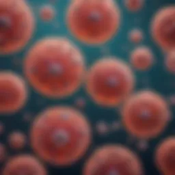 Microscopic view of PBMC adherent cells in culture