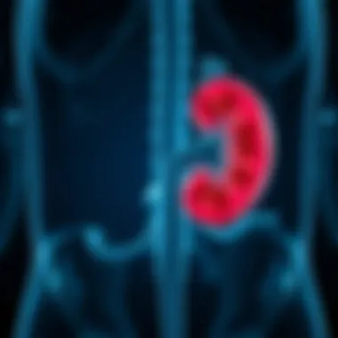 Anatomy of the Kidney and Urinary Tract An anatomical diagram depicting the kidney and urinary tract