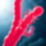 Illustration of probiotic bacteria in the gut