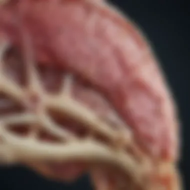Research Findings on Lymphoma and Bone Health Chart presenting recent research findings on the effects of lymphoma on bone health