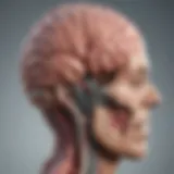 Illustration of a brain highlighting areas involved in swallowing