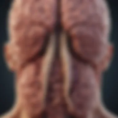 Understanding the Gut-Brain Connection Illustration depicting the gut-brain axis and its interaction.