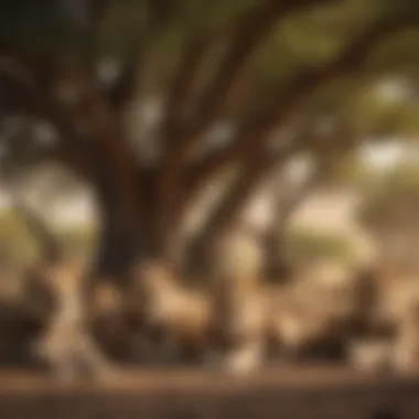 A pride of lions resting under the shade of acacia trees, highlighting their social structure and environment.