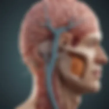 The Role of Protective Membranes in Meningitis Illustration depicting the brain and spinal cord with protective membranes