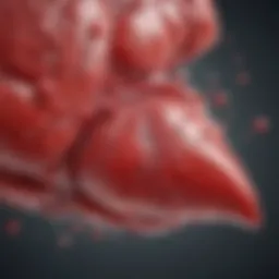 Illustration of the liver with acetaminophen effects highlighted
