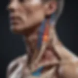 A diagram illustrating the connection between thyroid function and inflammation in joints