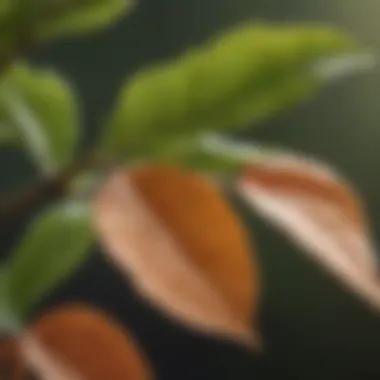 Close-up of peach leaves showing leaf curl symptoms