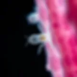 Microscopic view of Trichomonas vaginalis