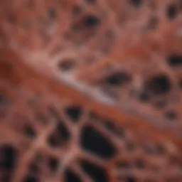 Detailed representation of amyloid fibril structure