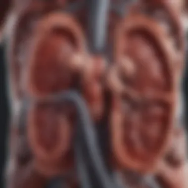 Anatomy of Kidneys Anatomy of kidneys illustrating their structure and placement in the body