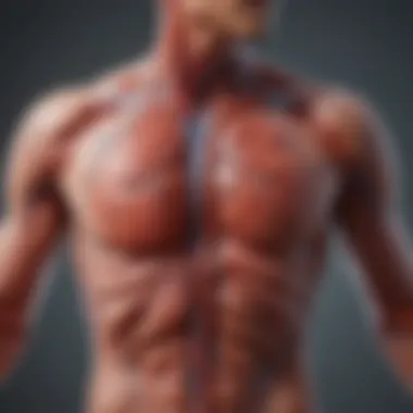Blood Flow Dynamics in the Cardiovascular System Illustration depicting the cardiovascular system highlighting blood flow dynamics