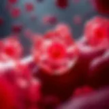 Differentiation of Blood Stem Cells Illustration of blood stem cell differentiation