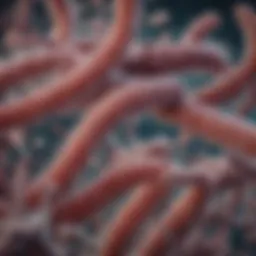 Microscopic view of C. difficile bacteria