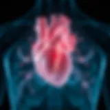 Anatomy of the left ventricle highlighting dilation