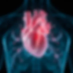 Anatomy of the left ventricle highlighting dilation