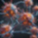 Illustration of dsDNA antibodies structure