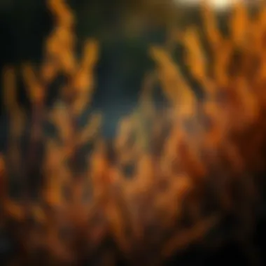 Fire-Resistant Flora A close-up of fire-resistant plant species thriving in a fire-prone area.