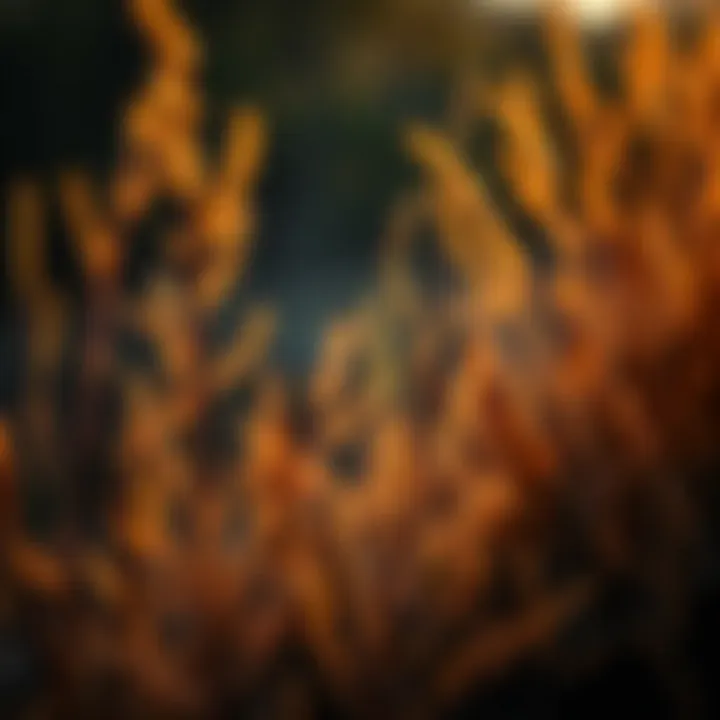 Fire-Resistant Flora A close-up of fire-resistant plant species thriving in a fire-prone area.