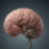 Illustration of brain regions affected by stroke