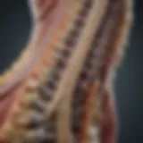 Illustration of lumbar spine anatomy highlighting compression points