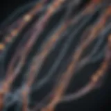 Neurofilament light chain structure illustration