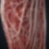 Illustration of vascular health with clear arteries