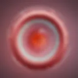 Illustration of the menstrual cycle phases highlighting ovulation