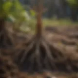 A close-up of plant roots absorbing moisture from the soil.