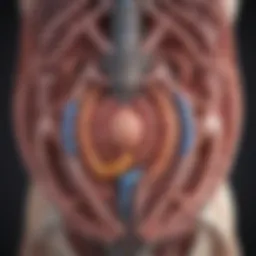 Illustration depicting the anatomy of the gastrointestinal tract in infants