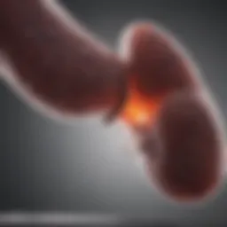 An abstract representation of liver health monitoring