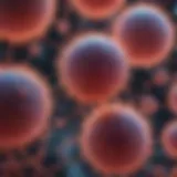 Microscopic view of stem cells in culture