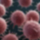 Microscopic view of testicular lymphoma cells