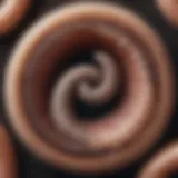 Lifecycle of hookworm showing stages of development