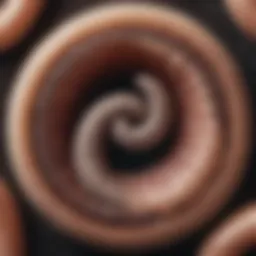 Lifecycle of hookworm showing stages of development