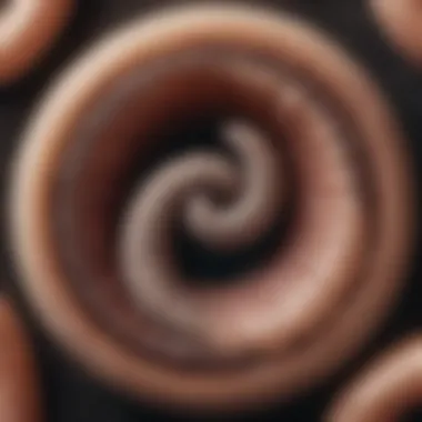 Lifecycle of hookworm showing stages of development