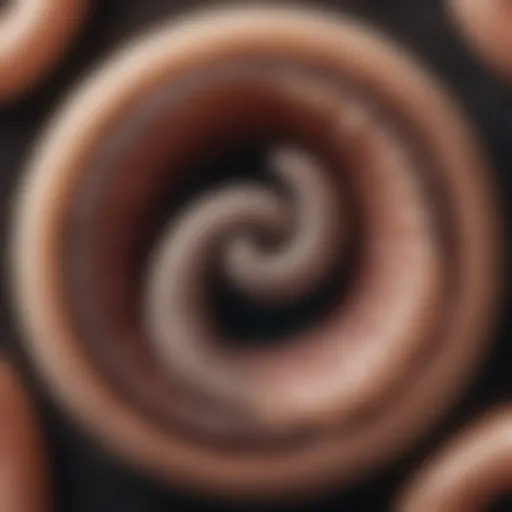 Lifecycle of hookworm showing stages of development