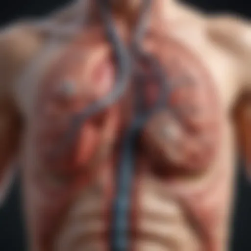 Anatomical diagram of the spleen showcasing its location and structure within the body.