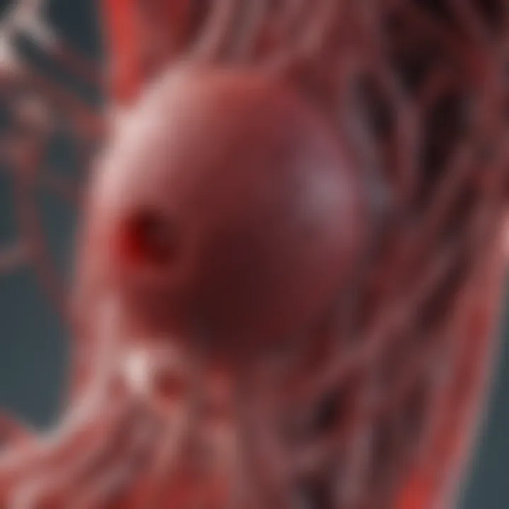 Chart displaying the blood filtration process performed by the spleen.