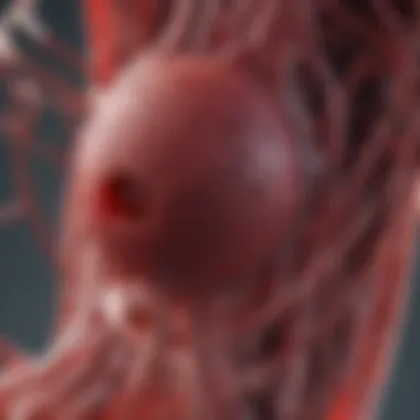 Blood Filtration Mechanism of the Spleen Chart displaying the blood filtration process performed by the spleen.