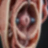 Detailed anatomical diagram of the vulvo-vaginal complex
