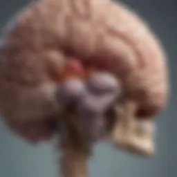 An illustration showing the location of the temporal lobe in the brain anatomy.