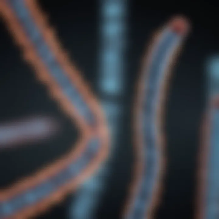 A detailed view of chromosomes under a microscope